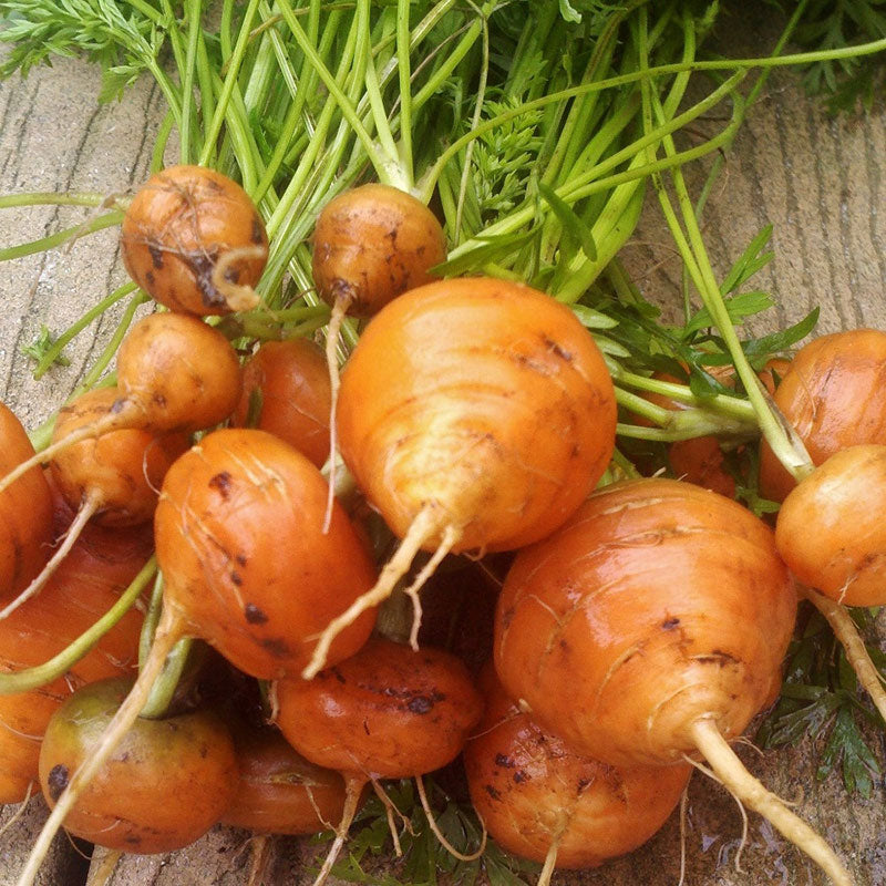 Parisian Carrot