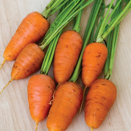 Royal Chantenay Carrot