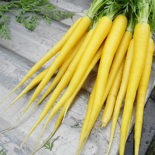 Solar Yellow Carrot