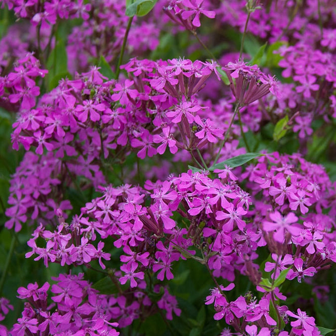 Catchfly Seeds | Flower Seeds in Packets & Bulk | Eden Brothers