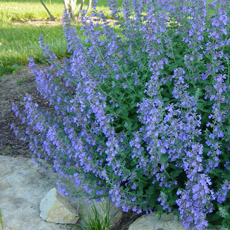 Catmint