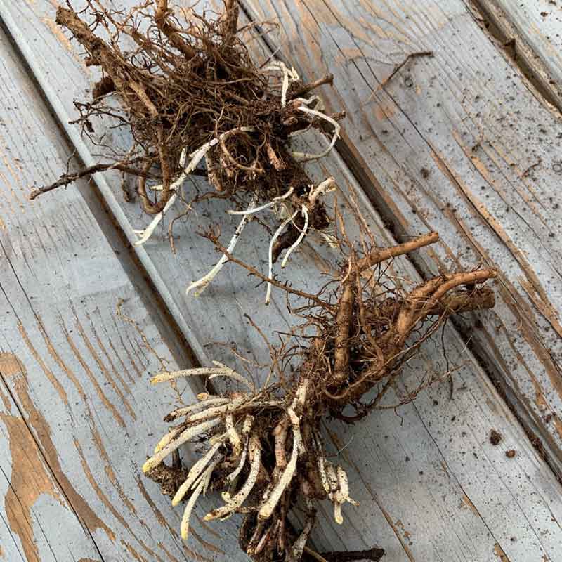 catmint roots