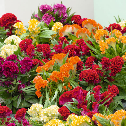 Celosia Seeds | Shop 8 Varieties | Eden Brothers