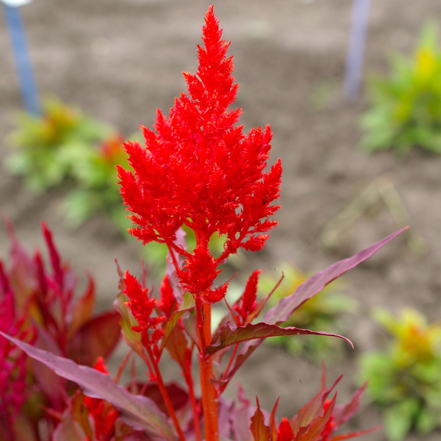 Forest Fire Celosia