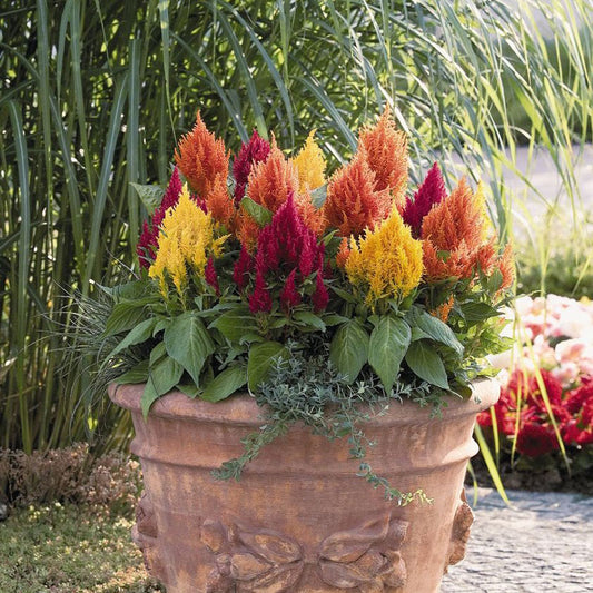 Plumosa Lilliput Kewpie Mix Celosia