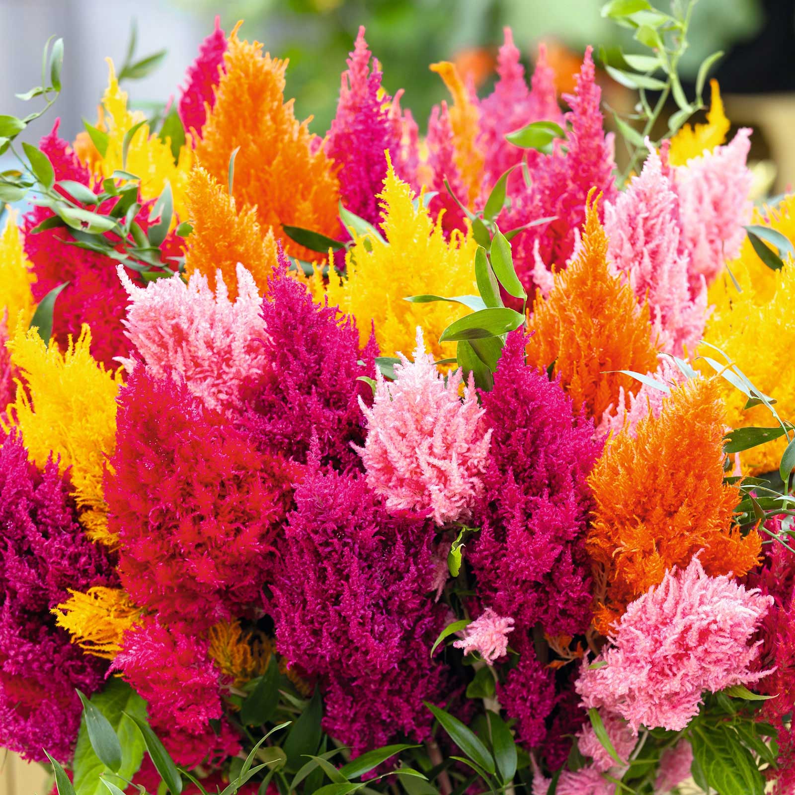 Mixed Pampas Plume Celosia