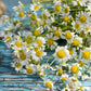 Roman Chamomile