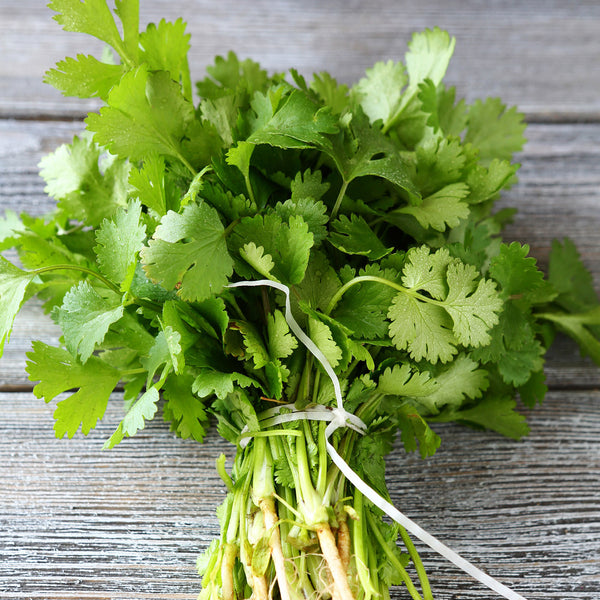 Cilantro/Coriander Seeds Herb Seeds in Packets & Bulk Eden Brothers