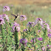 Pink and purple Rocky Mountain Beeplant flowers growing in a field against a blue sky.