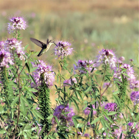 cleome rocky mountain beeplant