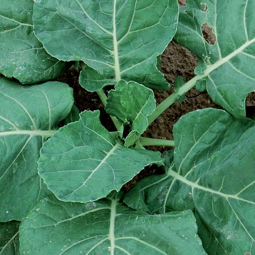 collard seed vates