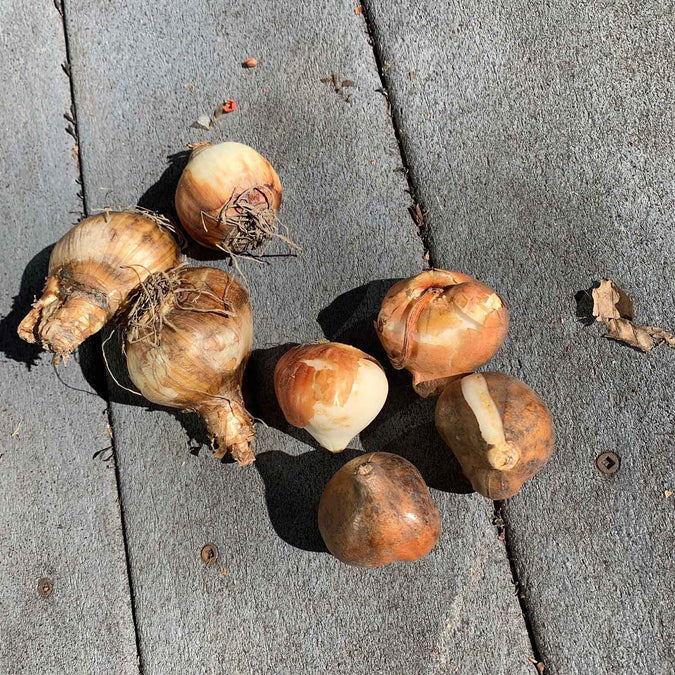 Tulip & Daffodil Bulbs - Peach Lemonade Collection