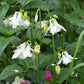 european columbine