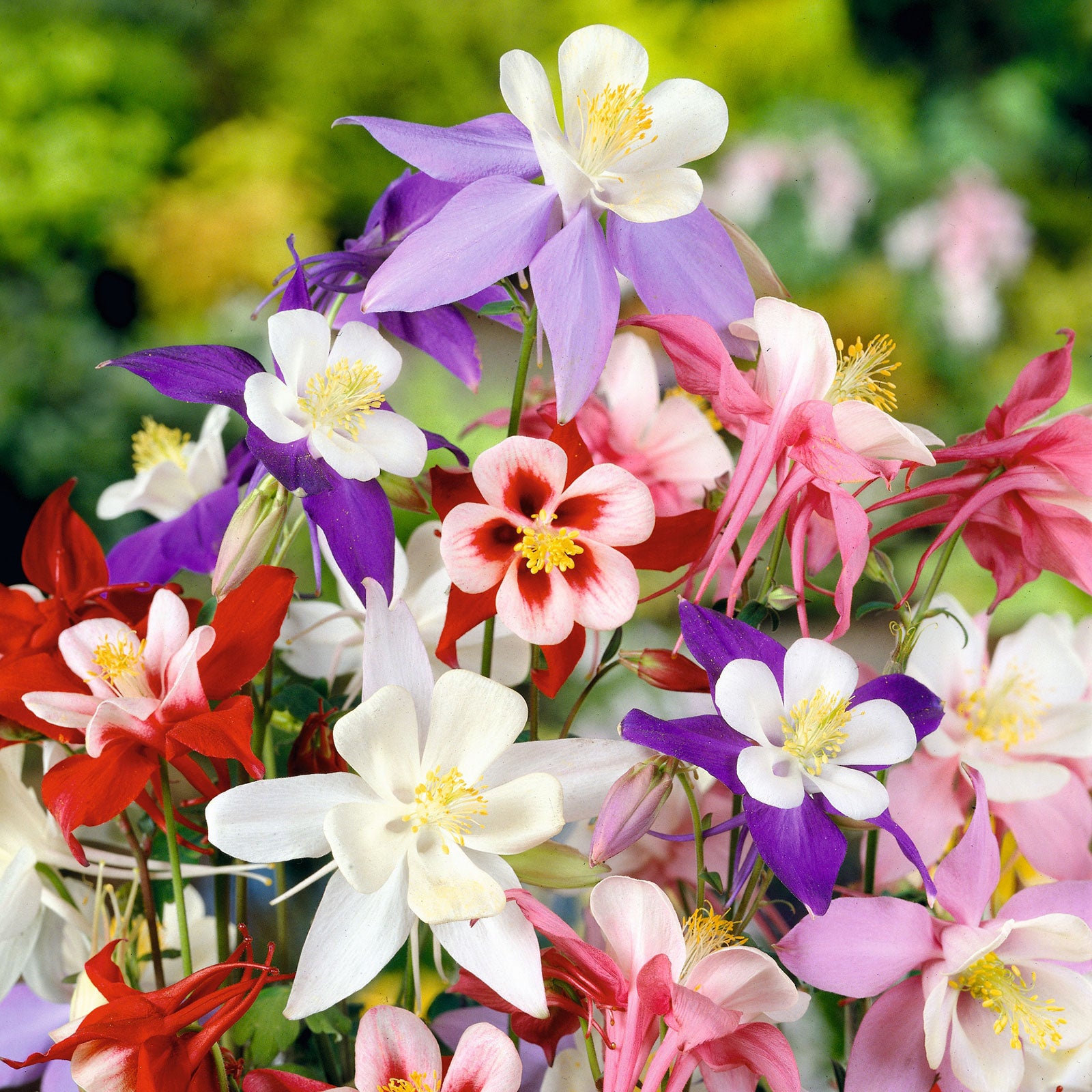 columbine mckana mix