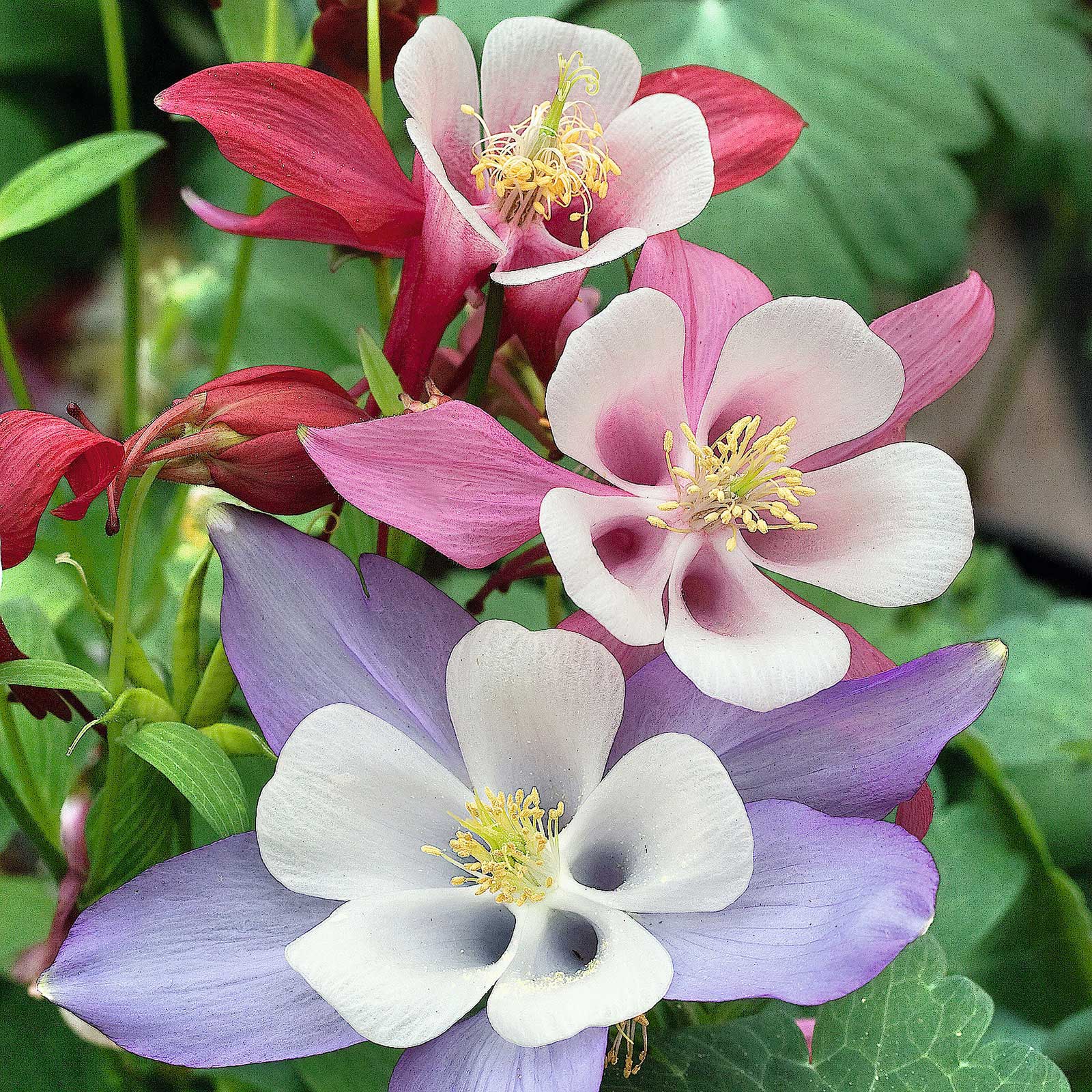 Columbine Seeds - McKana Giant Mix | Flower Seeds in Packets