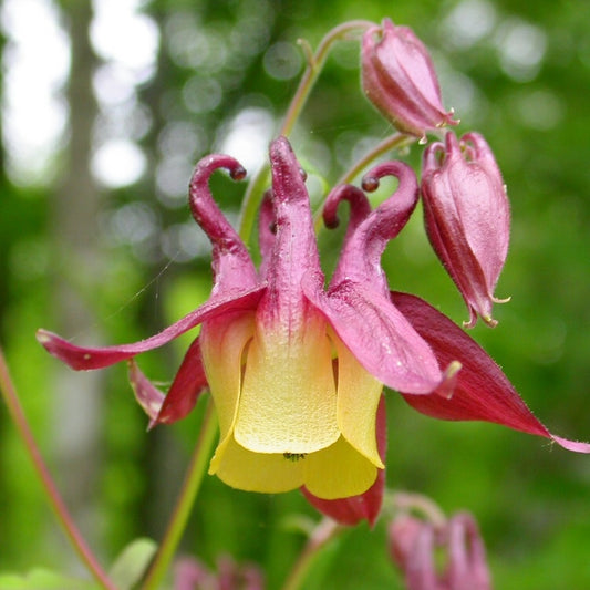 oriental columbine