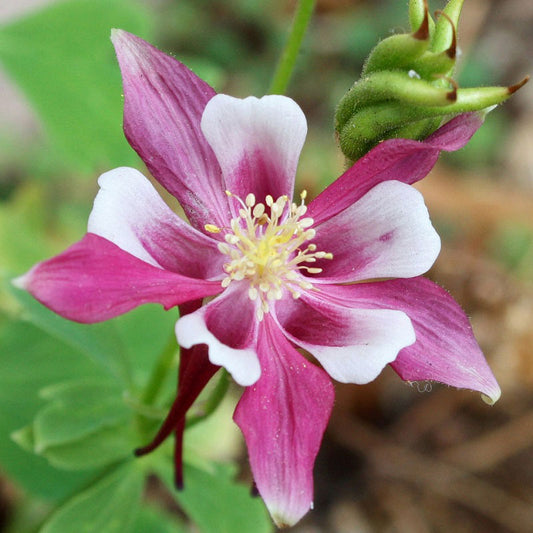 rose star columbine