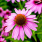 purple coneflower