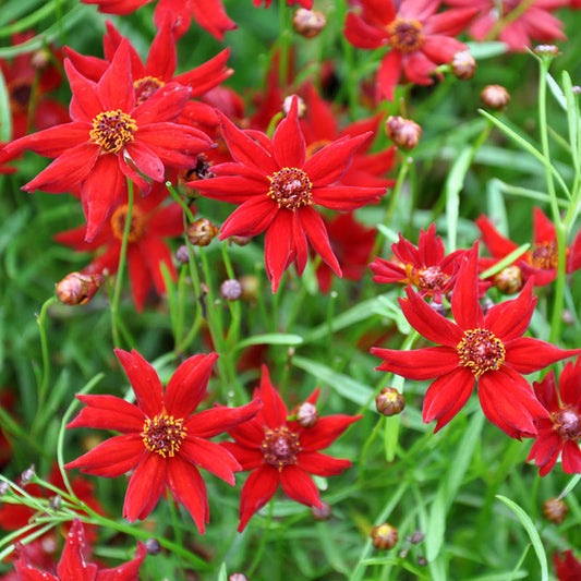 coreopsis amulet