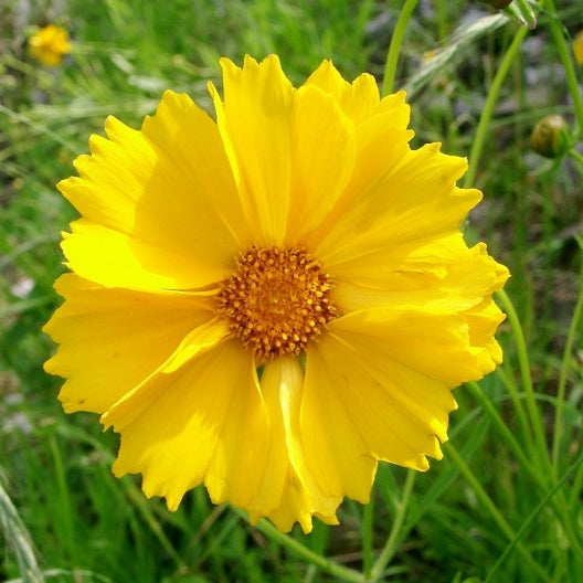 lance leaved coreopsis