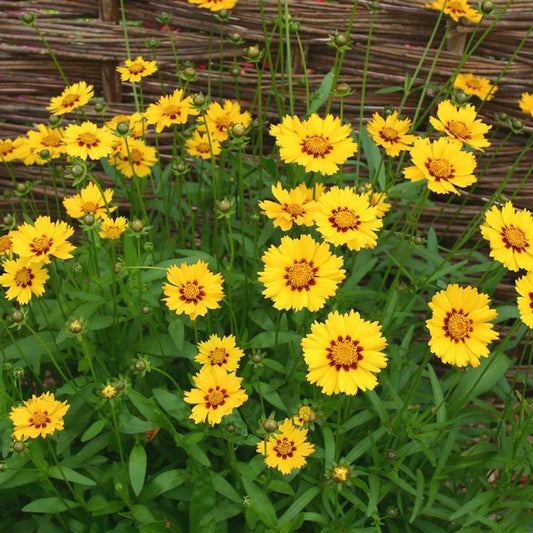 coreopsis sterntaler