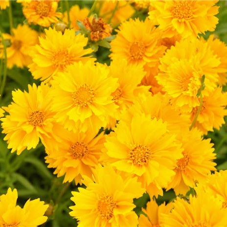 sunburst coreopsis