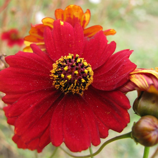 plains coreopsis red