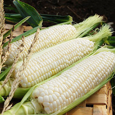 argent corn 