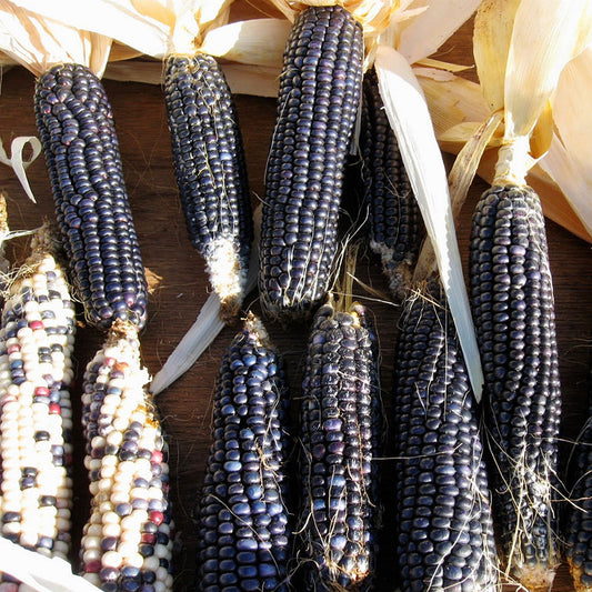 blue hopi corn 