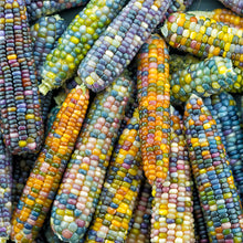 A group of Glass Gem corn cobs showcasing the multicolored kernals.