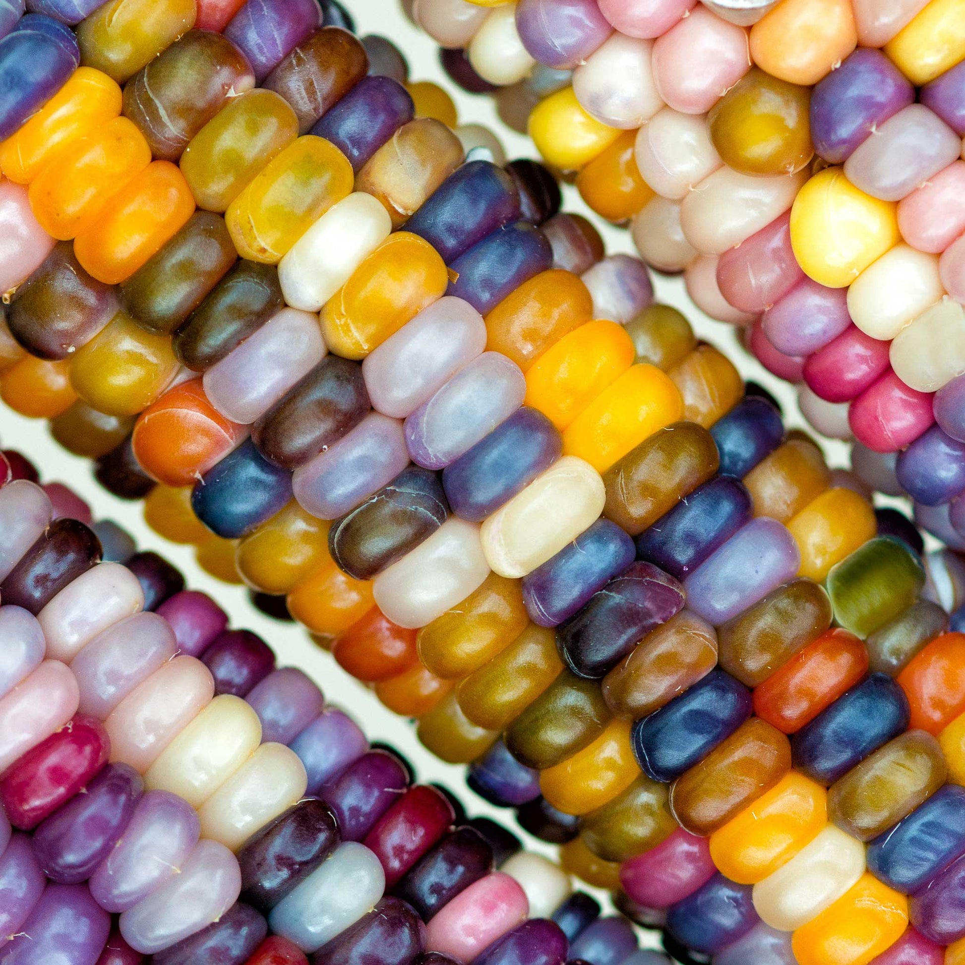 Grow your own edible rainbow corn