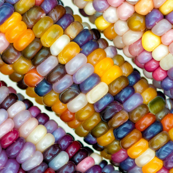 Corn Seeds Glass Gem Vegetable Seeds in Packets & Bulk Eden Brothers