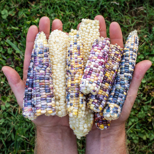 Corn Seeds Glass Gem Vegetable Seeds in Packets & Bulk Eden Brothers
