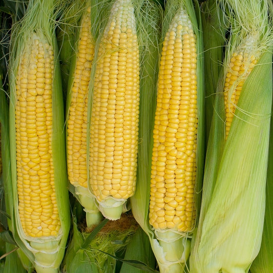 corn golden bantam 8row