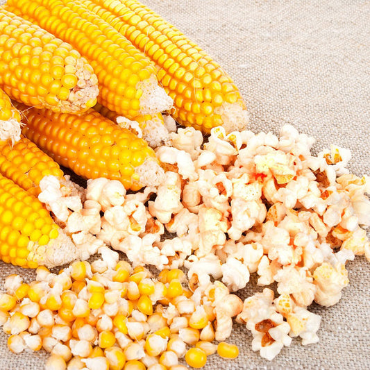 corn popcorn