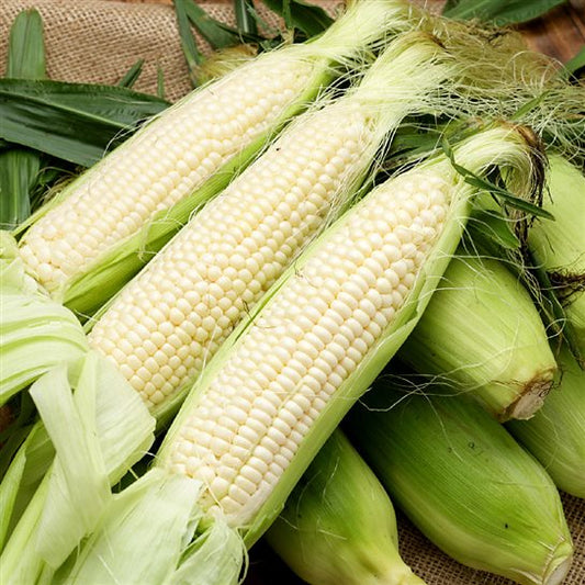 stowells evergreen corn 