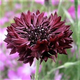 Cornflower Seeds - Almost Black | Flower Seeds in Packets & Bulk | Eden ...