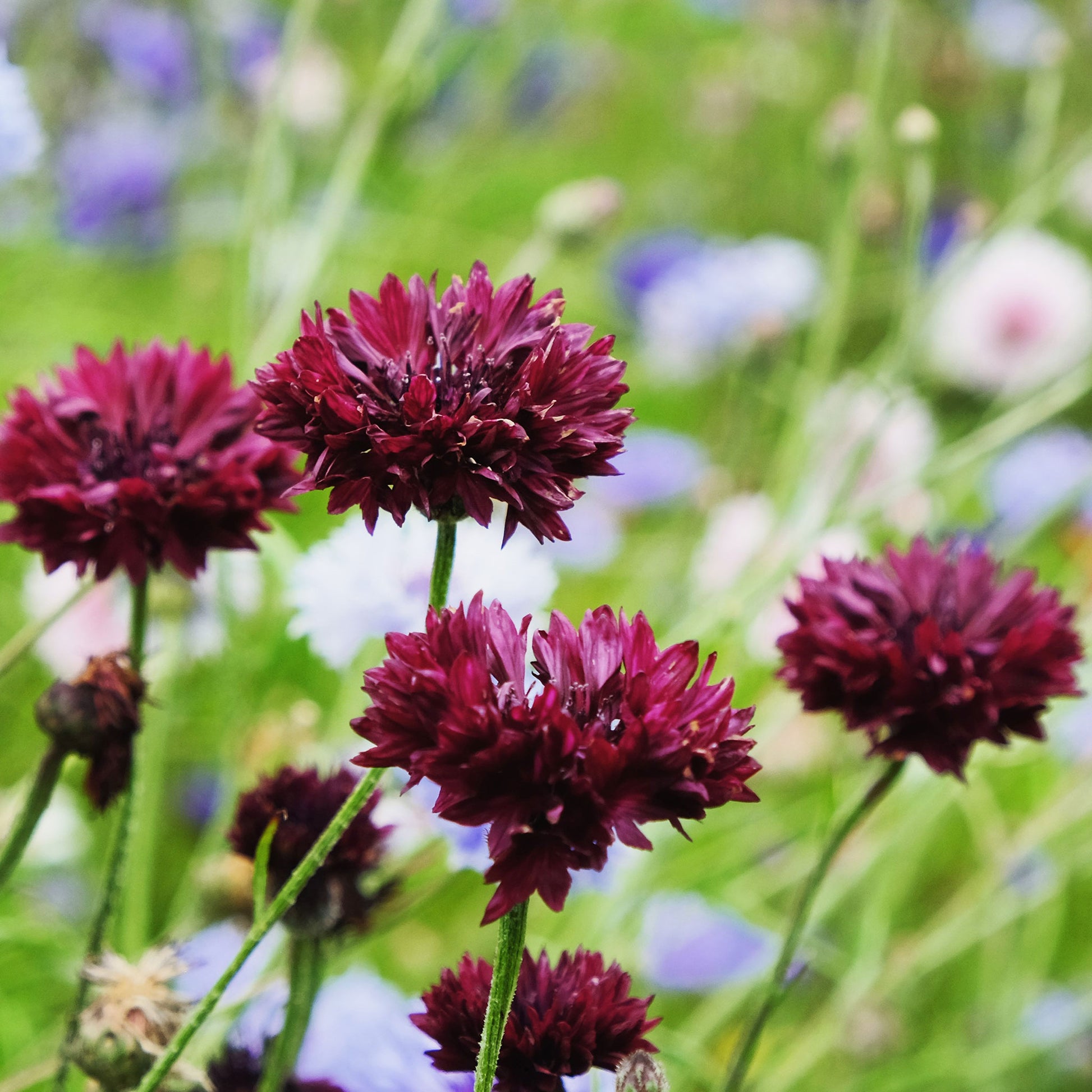 Cornflower / Bachelor Button Seeds - Tall Blue - Packet, Flower Seeds, Eden Brothers