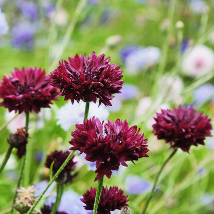Dark almost black cornflower with colorful garden flowers in the background.