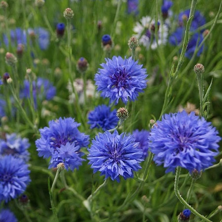 early victory cornflower