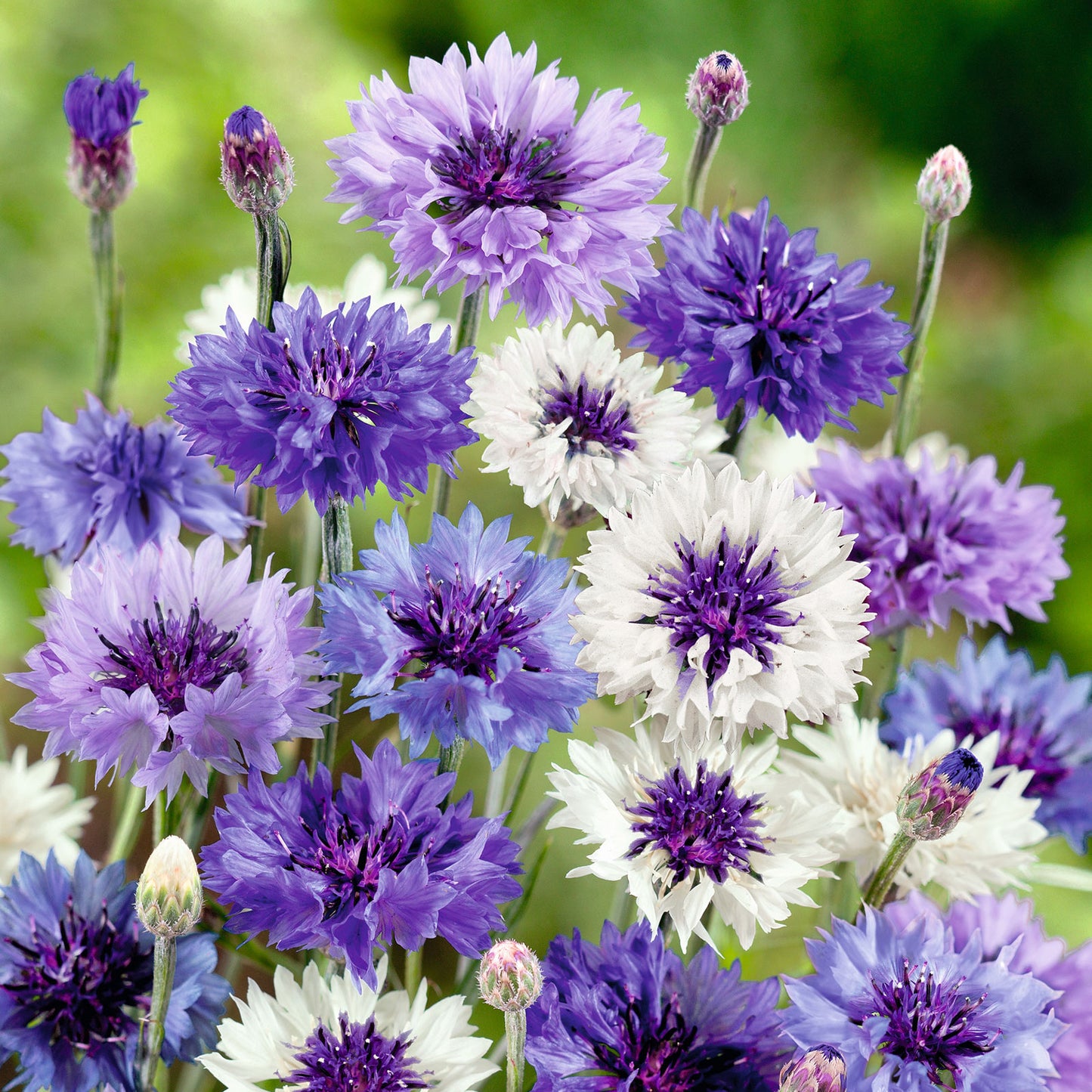 Cornflower / Bachelor Button Seeds - Tall Mix - Packet, Mixed, Flower Seeds, Eden Brothers