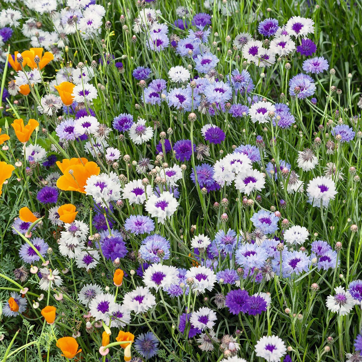 cornflower fantasic mix