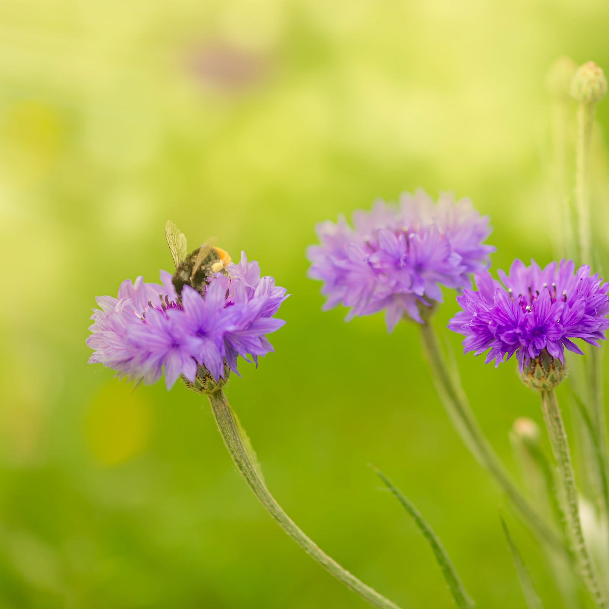 Cornflower / Bachelor Button Seeds - Tall Blue - Packet, Flower Seeds, Eden Brothers