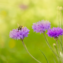 Purple mauve cornflowers with green foliage against a bright yellow-green background.