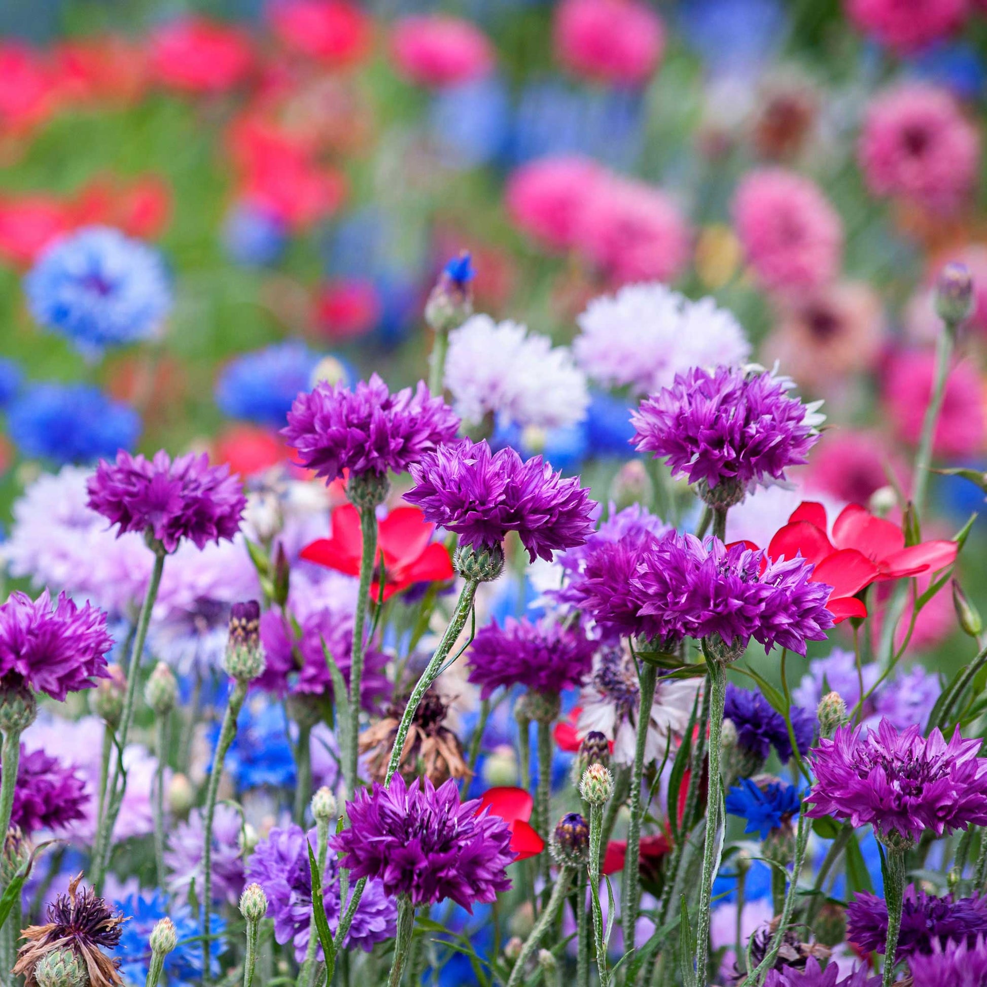 Bachelors Buttons Flower Garden Seeds - Mixed Colors - 1 Oz - Annual Bloom  Gardening Blend - Centaurea cyanus 