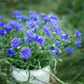 cornflower tallblue