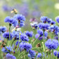 cornflower tallblue