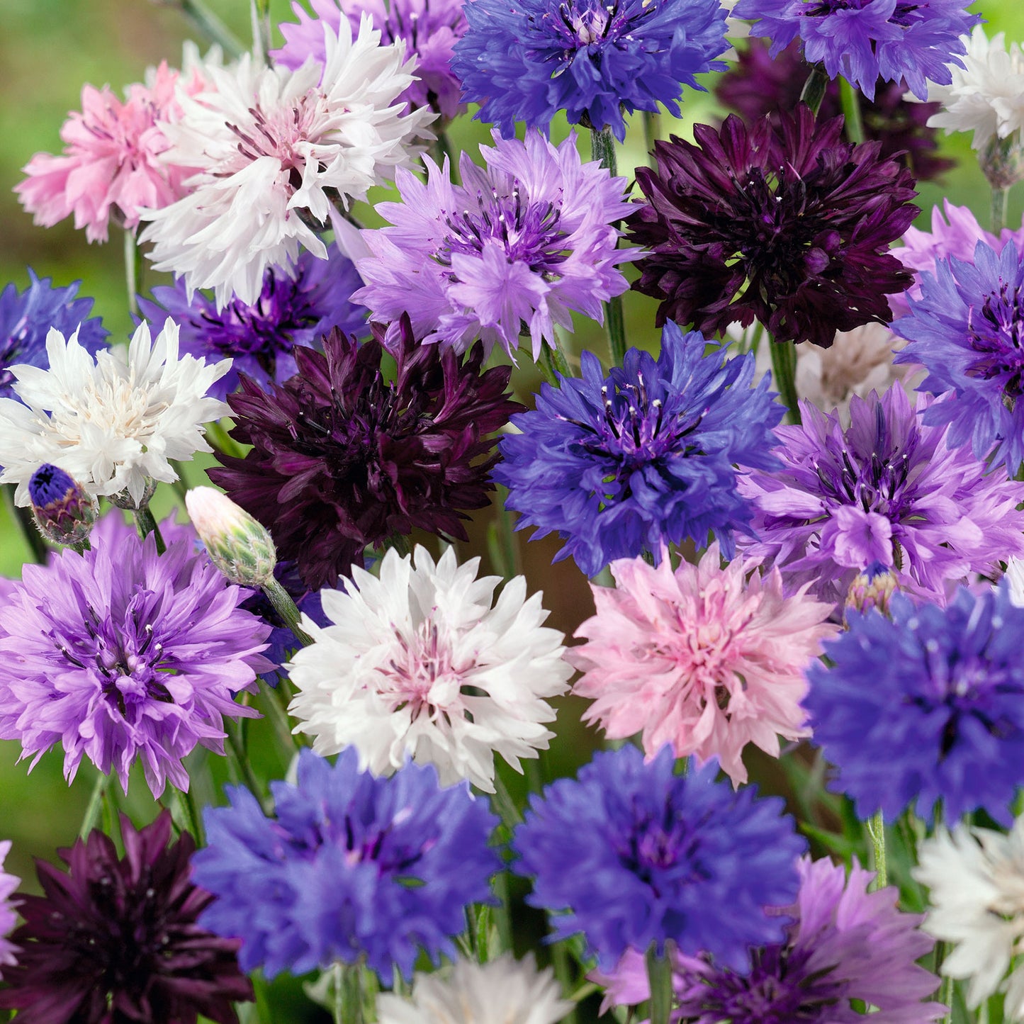 1oz Polka Dot Mixed Bachelor Buttons Cornflower Seeds (Approx 5500 Seeds)