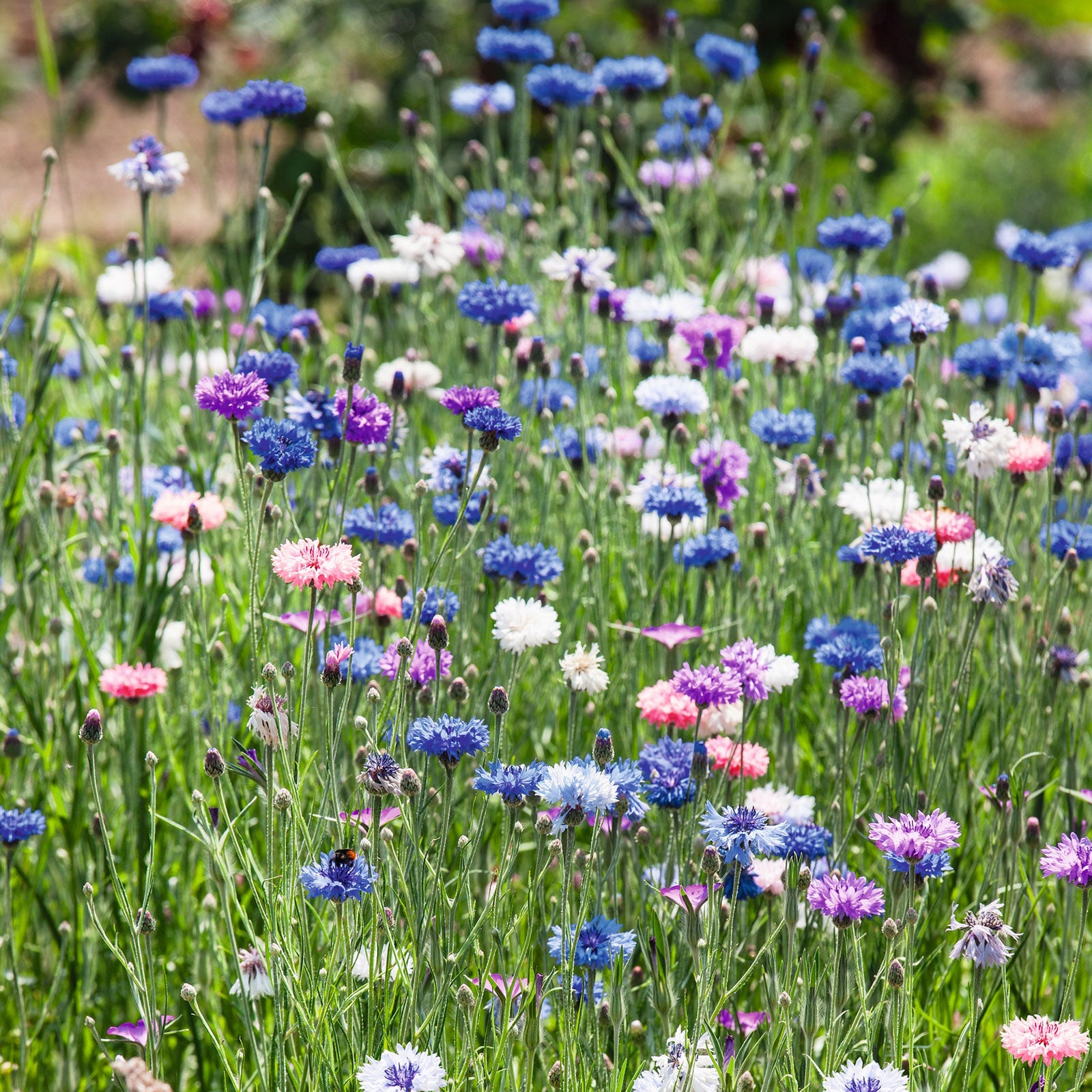 cornflower tall mix