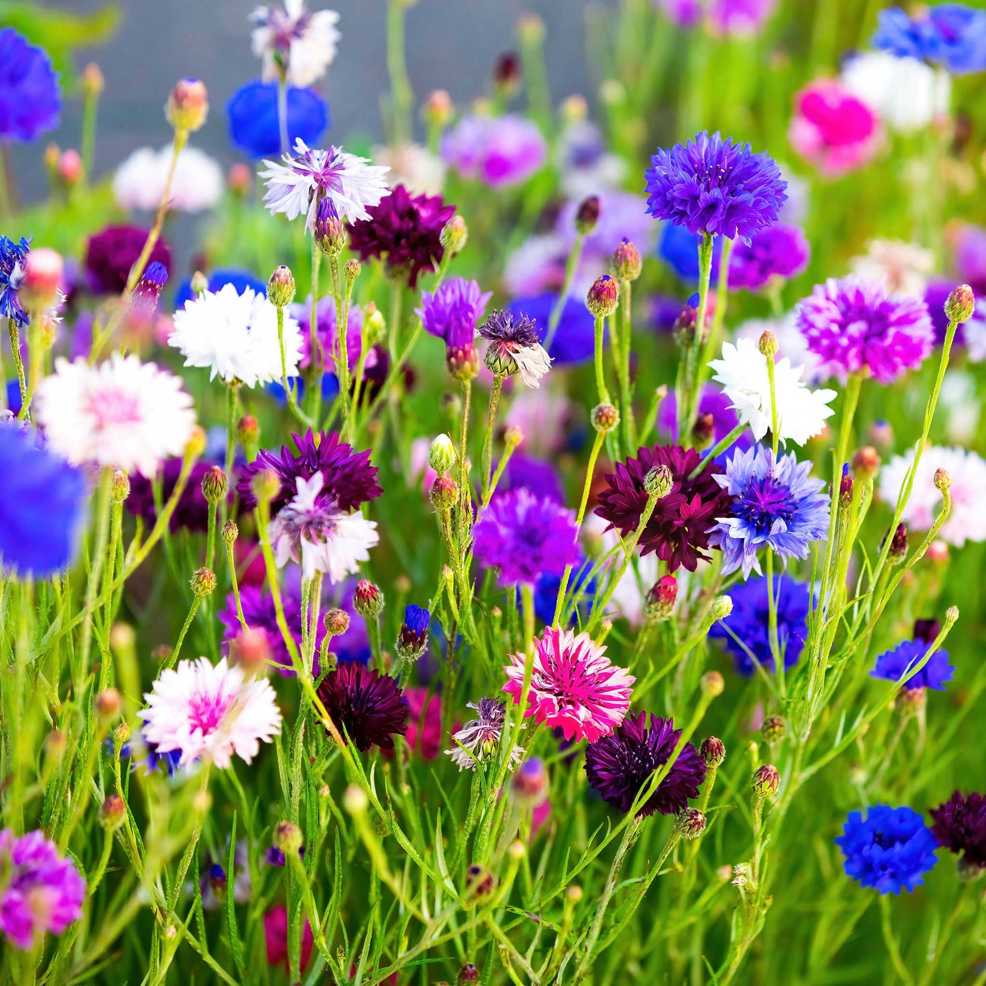 cornflower tall mix